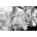 CANVAS PRINT LILY FLOWER ON AN ABSTRACT BACKGROUND IN BLACK AND WHITE - BLACK AND WHITE PICTURES - PICTURES