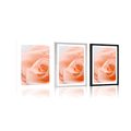 POSTER WITH MOUNT ROSE IN A PEACH SHADE - FLOWERS - POSTERS