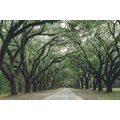 SELF ADHESIVE WALL MURAL IN THE EMBRACE OF TREES - SELF-ADHESIVE WALLPAPERS - WALLPAPERS