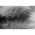 CANVAS PRINT BLACK AND WHITE DANDELION - BLACK AND WHITE PICTURES - PICTURES