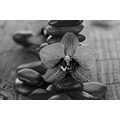 CANVAS PRINT ORCHID AND ZEN STONES IN BLACK AND WHITE - BLACK AND WHITE PICTURES{% if product.category.pathNames[0] != product.category.name %} - PICTURES{% endif %}