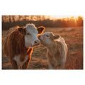 OBRAZ ZÁPAD SLUNCE NA PASTVINĚ - OBRAZY BUVOLI A KRÁVY - OBRAZY