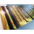 5-PIECE CANVAS PRINT MORNING IN THE FOREST - PICTURES OF NATURE AND LANDSCAPE - PICTURES