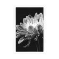 POSTER BLACK AND WHITE DAISY - BLACK AND WHITE - POSTERS