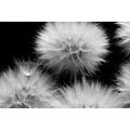 CANVAS PRINT BLACK AND WHITE DANDELION - BLACK AND WHITE PICTURES - PICTURES