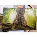 CANVAS PRINT TREE ROOT - PICTURES OF NATURE AND LANDSCAPE - PICTURES