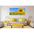 5-PIECE CANVAS PRINT FIELD OF SUNFLOWERS - PICTURES FLOWERS - PICTURES