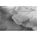 CANVAS PRINT LILY FLOWER ON AN ABSTRACT BACKGROUND IN BLACK AND WHITE - BLACK AND WHITE PICTURES - PICTURES