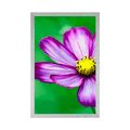 AFFICHE JARDIN COSMOS FLEUR - FLEURS - AFFICHES