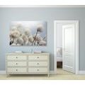 CANVAS PRINT ARCTIC COTTON FLOWERS - PICTURES FLOWERS - PICTURES