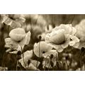 FOTOTAPETE FELD MIT WILDEN MOHNBLUMEN IN SEPIA - SCHWARZ-WEISSE TAPETEN - TAPETEN