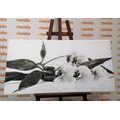 CANVAS PRINT STILL LIFE WITH ZEN STONES IN BLACK AND WHITE - BLACK AND WHITE PICTURES - PICTURES