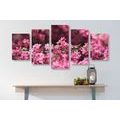 5-PIECE CANVAS PRINT DETAILED CHERRY BLOSSOMS - PICTURES FLOWERS - PICTURES