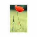 POSTER EINSAME MOHNBLUME - BLUMEN - POSTER