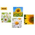 CANVAS PRINT SET BEAUTIFUL FLOWERS IN A MEADOW - SET OF PICTURES - PICTURES