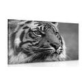 CANVAS PRINT BENGAL TIGER IN BLACK AND WHITE - BLACK AND WHITE PICTURES - PICTURES