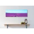 CANVAS PRINT ENDLESS LAVENDER FIELD - PICTURES OF NATURE AND LANDSCAPE - PICTURES