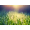 CANVAS PRINT MEADOW DEW - PICTURES OF NATURE AND LANDSCAPE - PICTURES