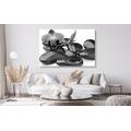 CANVAS PRINT MASSAGE WELLNESS STONES IN BLACK AND WHITE - BLACK AND WHITE PICTURES - PICTURES