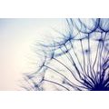 SELF ADHESIVE WALL MURAL DANDELION IN A UNIQUE DESIGN - SELF-ADHESIVE WALLPAPERS - WALLPAPERS