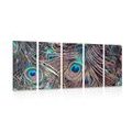 5-PIECE CANVAS PRINT PEACOCK FEATHER - STILL LIFE PICTURES{% if product.category.pathNames[0] != product.category.name %} - PICTURES{% endif %}