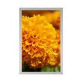 POSTER AZTEC MARIGOLD - FLOWERS - POSTERS