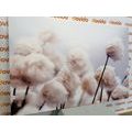 CANVAS PRINT ARCTIC COTTON FLOWERS - PICTURES FLOWERS - PICTURES