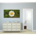 TABLEAU SUR TOILE – FLEUR DE MARGUERITE - TABLEAUX DE FLEURS - TABLEAUX