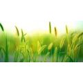 CANVAS PRINT GRASS BLADES IN GREEN DESIGN - PICTURES OF NATURE AND LANDSCAPE - PICTURES