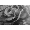 WANDBILD ELEGANTE VINTAGE-ROSE IN SCHWARZ-WEISS - SCHWARZ-WEISSE BILDER - BILDER