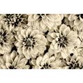 SELF ADHESIVE WALL MURAL DAHLIA FLOWERS IN SEPIA DESIGN - SELF-ADHESIVE WALLPAPERS - WALLPAPERS