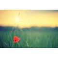 SELF ADHESIVE WALL MURAL POPPIES IN THE GRASS - SELF-ADHESIVE WALLPAPERS - WALLPAPERS