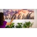 CANVAS PRINT SPIKES OF LONG GRASS - PICTURES OF NATURE AND LANDSCAPE - PICTURES