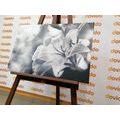 CANVAS PRINT LILY FLOWER ON AN ABSTRACT BACKGROUND IN BLACK AND WHITE - BLACK AND WHITE PICTURES - PICTURES