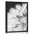 POSTER DANDELION IN BLACK AND WHITE - BLACK AND WHITE - POSTERS