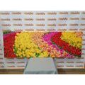 CANVAS PRINT COLORFUL TULIPS - PICTURES FLOWERS{% if product.category.pathNames[0] != product.category.name %} - PICTURES{% endif %}
