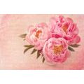 SELF ADHESIVE WALLPAPER GENTLE PEONY - SELF-ADHESIVE WALLPAPERS - WALLPAPERS