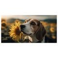OBRAZ BEAGLE SE SLUNEČNICÍ - OBRAZY PSI - OBRAZY