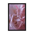 POSTER CARNATION PETALS - FLOWERS - POSTERS