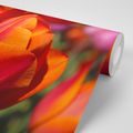 WALL MURAL BEAUTIFUL TULIPS IN THE MEADOW - WALLPAPERS FLOWERS - WALLPAPERS