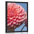 POSTER BLOOMING DAHLIA - FLOWERS - POSTERS