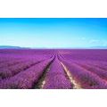 WALL MURAL ENDLESS LAVENDER FIELD - WALLPAPERS NATURE - WALLPAPERS