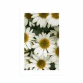 POSTER WITH MOUNT MEDICINAL CHAMOMILE FLOWERS - FLOWERS - POSTERS