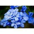 WALL MURAL WILD BLUE FLOWERS - WALLPAPERS FLOWERS - WALLPAPERS