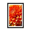 POSTER MIT PASSEPARTOUT ORANGE DAHLIE - BLUMEN - POSTER