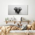 OBRAZ ČERNOBÍLÝ SLONÍ PORTRÉT - OBRAZY SLONI - OBRAZY