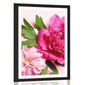 AFFICHE AVEC MONTURE DES PIVOINES DE MONTAGNE DE COULEUR ROSE - FLEURS - AFFICHES