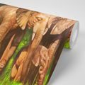 SELF ADHESIVE WALLPAPER ELEPHANT FAMILY - SELF-ADHESIVE WALLPAPERS - WALLPAPERS