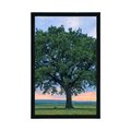 POSTER LONELY OAK - NATURE - POSTERS