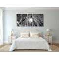 5-PIECE CANVAS PRINT FIELD GRASS IN BLACK AND WHITE - BLACK AND WHITE PICTURES - PICTURES